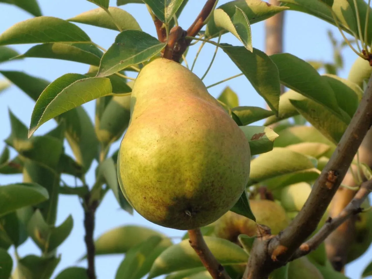 Agriturismo Boschi Reggiolo 0*,